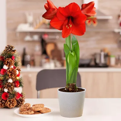 Image de Bulbe d'amaryllis Red Passion - 1 bulbe de grande taille (26/30) - Bulbes de qualité supérieure - Vraies plantes provenant des Pays-Bas - Hippeastrum (pas de graines, pas de cire, pas de produit artificiel)