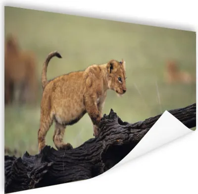 Produktbild von MuchoWow® Poster Löwe - Rüssel - Junge 120x80 cm - Bilder