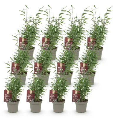 Image de Green boutiQ - Bambou - Fargesia Red Dragon - À feuillage persistant - Non envahissant - Vert - 12 plants - Pot de 14 cm - Hauteur 35 cm