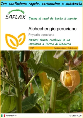 Immagine prodotto di SAFLAX Set regalo - Alchechengio peruviano - 100 semi - Physalis