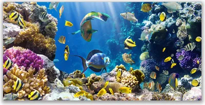 Produktbild von Glasbilder 140x70 Wandbild Druck auf Glas Korallenriff Natur