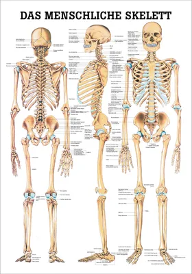 Produktbild von Das menschliche Skelett Poster Anatomie 70x50 cm medizinische Lehrmittel