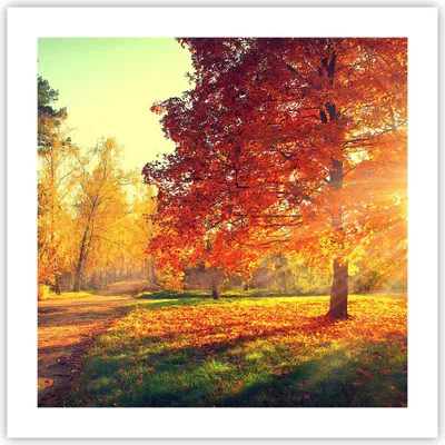 Produktbild von Poster - Poster ohne Rahmen - Park Herbst Baum - 50x50 cm - Wand Bild - Wanddeko - Wandbilder - Kunstposter - Wandposter - Bilder - Kunstdruck - Wanddekoration - Wandbild - P2XAC50x50-3654
