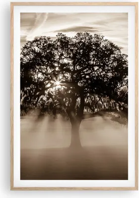 Produktbild von Gerahmtes Poster - Rahmen in heller Eiche - Baum Feld Natur - 61x91,5 cm - Wand Bild - Wanddeko - Wandbilder - Kunstposter - Wandposter - Bilderrahmen - Bilder - Kunstdruck - Wandbild P2NPA61x91-3811