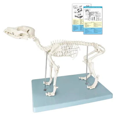 Hundeskelettmodell, abnehmbar, mit Sockel, anatomisches Lehrmodell