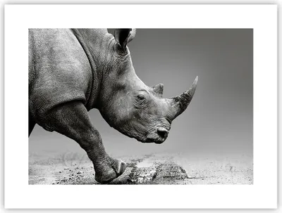 Produktbild von Poster - Poster ohne Rahmen - Nashorn Monochrom Tier - 40x30 cm - Wand Bild - Wanddeko - Wandbilder - Kunstposter - Wandposter - Bilder - Kunstdruck - Wanddekoration - Wandbild - P2XAA40x30-4954