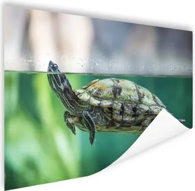 Produktbild von MuchoWow® Poster Nahaufnahme einer Schildkröte 120x80 cm - Bilder