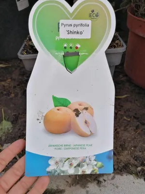Zdjęcie produktu dla Grusza Nashi Shinko 160-190 cm Pyrus pyrifolia Shinko