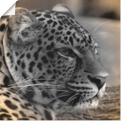 Produktbild von ARTland Poster Leopard Profil Größe: 30x30 cm