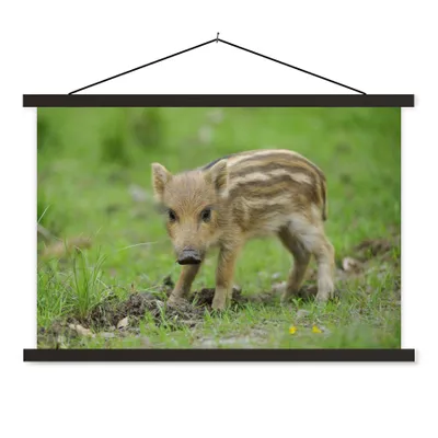Produktbild von MuchoWow® Textilposter Wildschweinkalb im Gras 150x100 cm mit schwarzem Rahmen - Schlafzimmer