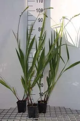 Zdjęcie produktu dla 6 x Crocosmia hybr. 'Lucifer' - Krokosmia - doniczka 9 x 9 cm