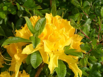 Produktbild von Sommergrüne Azalee Goldstück - Rhododendron luteum Goldstück- 40-50cm