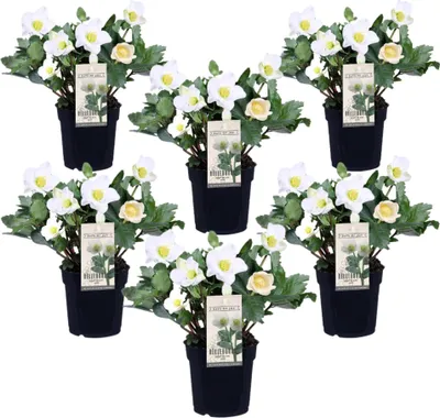Image de Rose de Noël - Set de 6 - Helleborus niger 'Mont Blanc' - H20-30cm - ⌀12cm