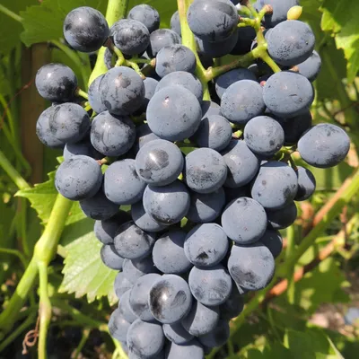 Immagine prodotto di Vite Cabernet Cantor 2L
