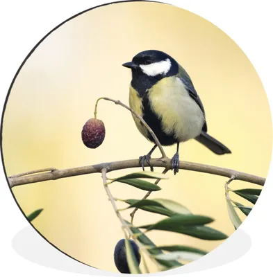 Produktbild von MuchoWow® Aluminium Wandkreis Vogel auf einem Zweig mit einer Beere Ø 60 cm Wanddeko Modern Wohnzimmer - Wand Kreis - Wandbild - Schlafzimmer - Aluminium Bild - Kinderzimmer - Wohnzimmer Dekoration - Wandschmuck