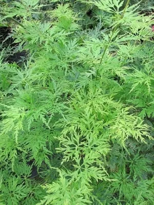 Produktbild von Ahorn palmatum Seiryu - Japanischer Fächerahorn 60-80