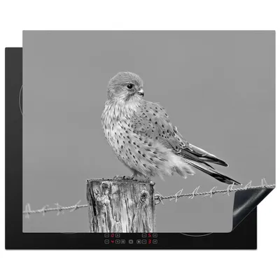 Produktbild von KitchenYeah© Herdabdeckplatte Rötelfalke - schwarz und weiß , 65x52cm, Küche Deko, Glaskeramikkochfeld Herdabdeckung, Abdeckplatte fùr Kochfeld