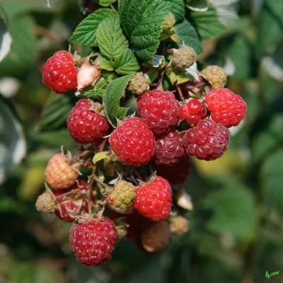 Produktbild von Zefa Herbsternte Himbeere Rubus idaeus Herbstertrag 2 L Topf Himbeerpflanze