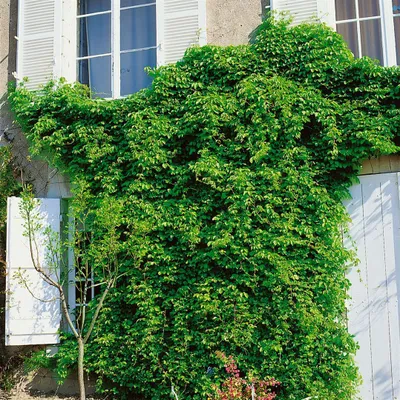 Produktbild von Akebia quinata, Klettergurke, 60–100 cm, duftend