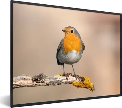Produktbild von MuchoWow® Gerahmtes Poster Rotkehlchen - Vogel - Zweig - Tiere 40x30 cm - Poster mit Schwarzem Bilderrahmen Wandposter Rahmen Foto Bilder - Kunstposter - Wanddekorationen