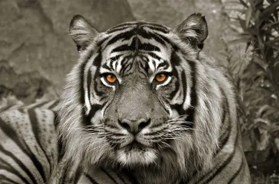 Produktbild von Leinwandbild Tiger sepia - ca. 78 x 118cm