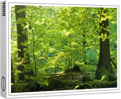 Produktbild von raxxa Premium-Puzzle "Frühlingswald", 1000 Teile