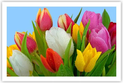 Produktbild von Poster - Poster ohne Rahmen - Tulpen Blumenstrauß Blumen Tau - 91,5x61 cm - Wand Bild - Wanddeko - Wandbilder - Kunstposter - Wandposter - Bilder - Kunstdruck - Wandbild - P2XAA91x61-2526