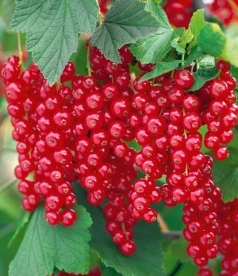 Produktbild von BALDUR Garten 1x Johannisbeere 'Rote Rovada', Pflanze im 2 Liter-Topf, Ribes rubrum, Johannisbeerstrauch, Beerenobst winterhart, mehrjährig, pflegeleicht, reiche Ernte an essbaren Früchten