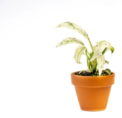 Produktbild von Gardners Rhaphidophora Puberula Variegata, Durchmesser 6 cm