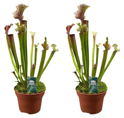 Immagine prodotto di Sarracenia Judith Hindle - Pianta carnivora | 2 pezzi - 30cm - Ø12cm - Pianta d'appartamento - Sempreverde - Multideal