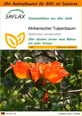 Produktbild von SAFLAX - Garden in the Bag - Afrikanischer Tulpenbaum - 30 Samen - Mit Anzuchtsubstrat im praktischen, selbst aufstellenden Beutel - Spathodea campanulata