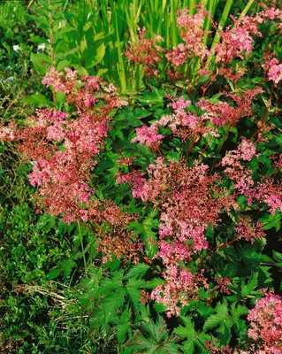 Produktbild von Filipendula palmata 'Nana', Mädesüß, rosa Blüten, ca. 9x9 cm Topf