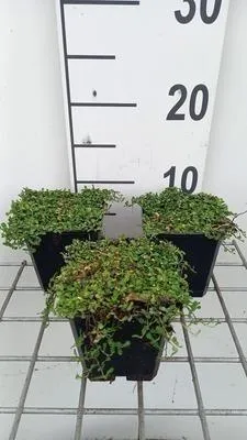 Obrázek produktu pro 6 x Leptinella dioica 'Minima' - Pinnaeus - květináč 9 x 9 cm