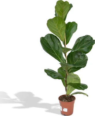 Immagine prodotto di Meergroothandel Ficus Lyrata (pianta della gomma) - 75 cm, Ø 17 cm