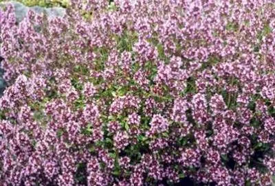 Obrázek produktu pro 6 x Thymus serpyllum - tymián - květináč 9 x 9 cm