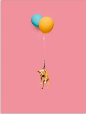 Produktbild von MuchoWow® Poster Fliegender Hund auf zwei Luftballons 60x80 cm - Schlafzimmer Dekoration