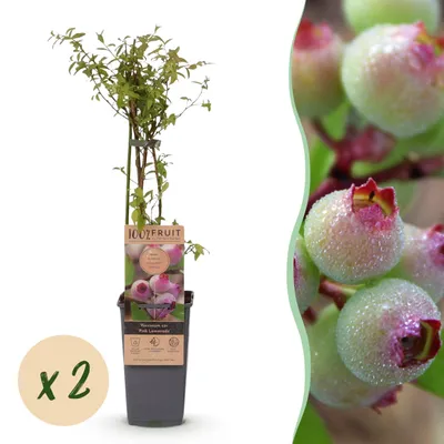 Immagine prodotto di Vaccinium cor. Limonata rosa - Mirtillo rosa - Difficile da coltivare - Bacche rosa - 2 piante - 40-50cm - Ø15cm - Pianta da giardino