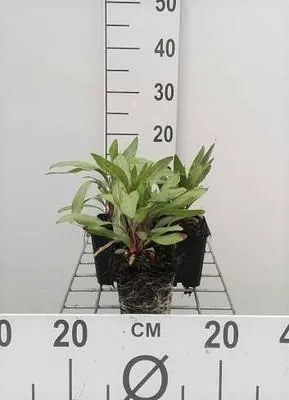 Obrázek produktu pro 6 x Oenothera macrocarpa (missouriensis) - Nachtkerze - Topf 9 x 9 cm
