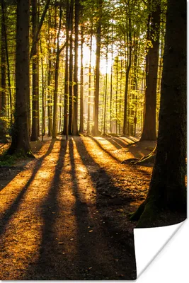 Produktbild von MuchoWow® Poster Sonne - Bäume - Wald - Landschaft - Natur 40x60 cm - Plakate für die Wand - Poster Babyzimmer
