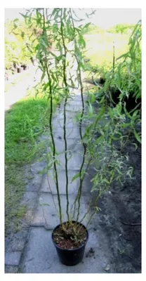 Produktbild von Korkenzieherweide - Salix matsudana Tortuosa