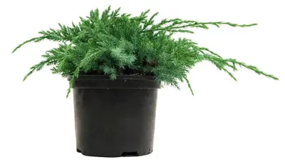 Produktbild von Juniperus squamata 'Blue Carpet', Blauer Teppich-Wacholder, 20–30 cm