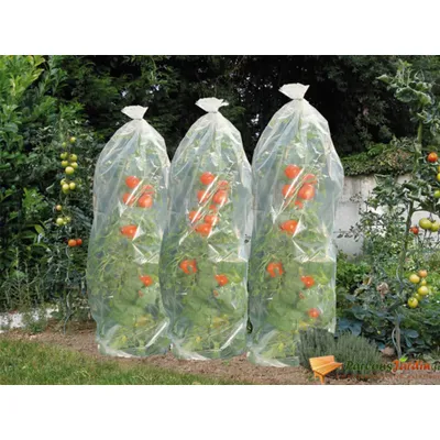 Image de Gaine film de croissance perforé pour tomates - 15m