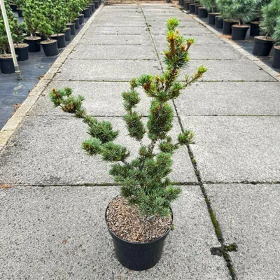 Immagine prodotto di Pinus parviflora 'Kokonoe' - Pino giapponese | 40-50 cm in vaso