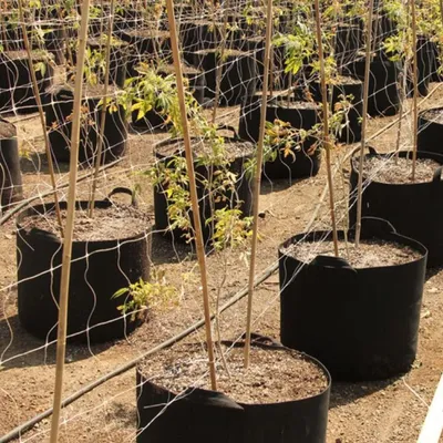 Productafbeelding van Plantenzakken voor groenten en fruit - Set van 5 | Tuin en balkon
