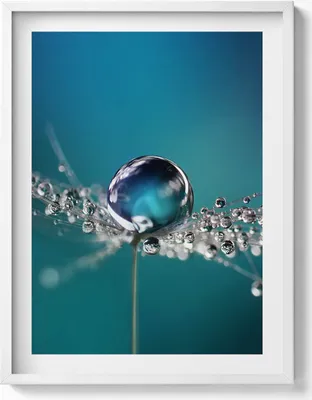Produktbild von Ein Tautropfen auf einer Schmeißfliege– Wandbild mit Rahmen – Gerahmtes Bild  – Wanddekoration – 60x80 cm –  Weiß Rahmen