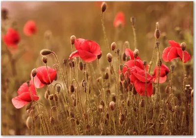 Produktbild von Tulup® Glas-Bild - 100 x 70 - Wandbild aus Glas - Wandkunst - Wandbild hinter gehärtetem Sicherheitsglas - Blumen & Pflanzen - Mohnblumen - Rot