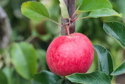 Produktbild von Malus 'Roter Berlepsch', Apfelbaum, 40 cm Stammhöhe