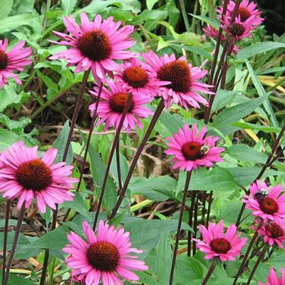Obrázok produktu pre 6 x slnečnica - Echinacea purpurea 'Fatal Attraction' | Kvetináč 9 cm x 9 cm