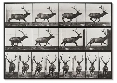 Produktbild von POSTER - 42x29 cm (A3) - Eadweard Muybridge - Tierische Fortbewegung, Tafel Nr. 695 (1887), Fotografie von Eadweard Muybridge - Wandbild für Wohnzimmer Schlafzimmer & Flur, Modernes Poster Wanddeko, Ungerahmt