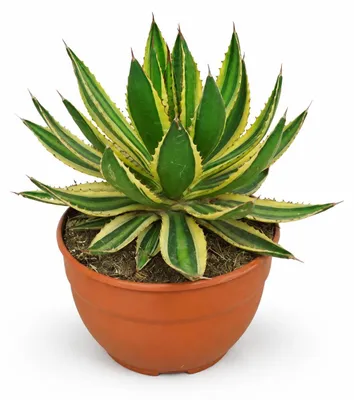 Produktbild von Agave lophanta quadricolor - besondere Agave - Rarität - 20cm Schale - 35cm hoch